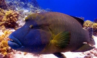 Ankhtours, coral of the red sea