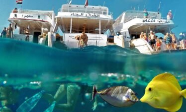 Ankhtours, red sea corals