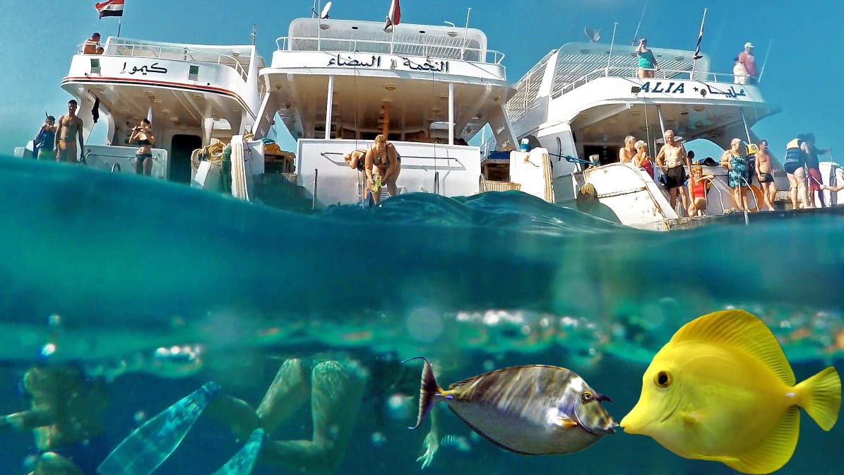 Ankhtours, red sea corals