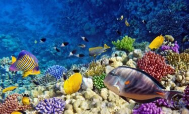 Ankhtours, Hurghada tour, coral in hurghada