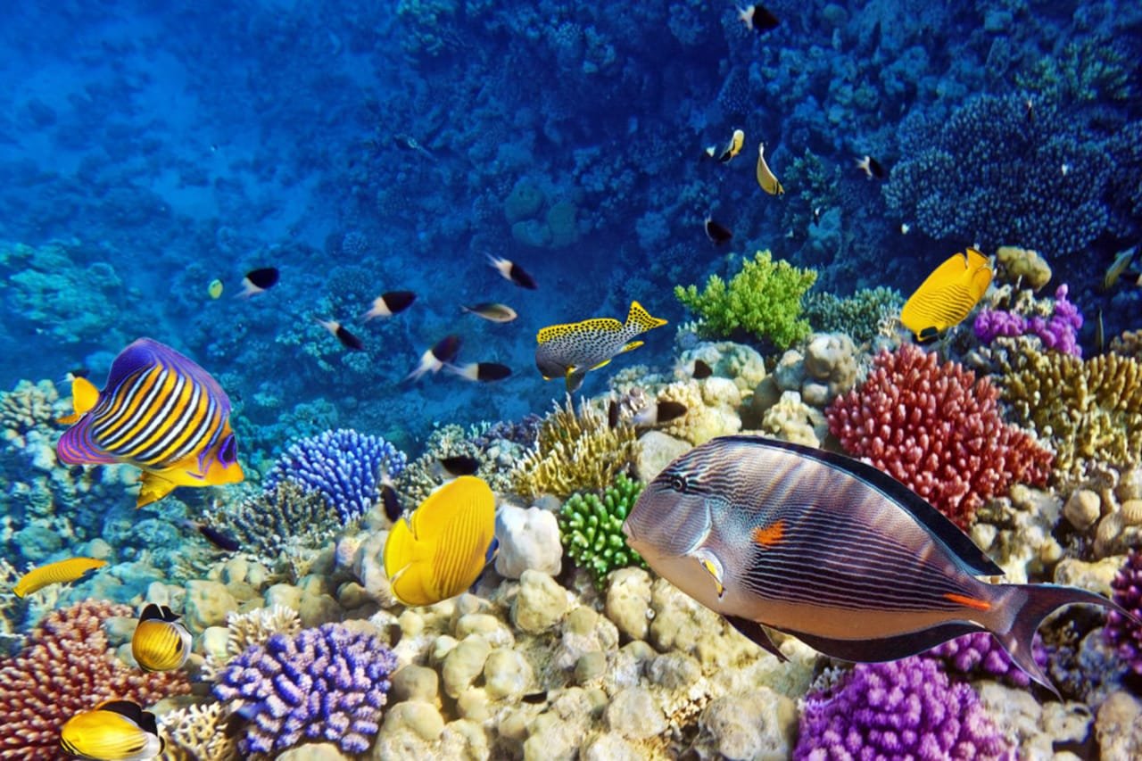 Ankhtours, Hurghada tour, coral in hurghada